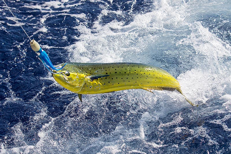 Fishing in Florida